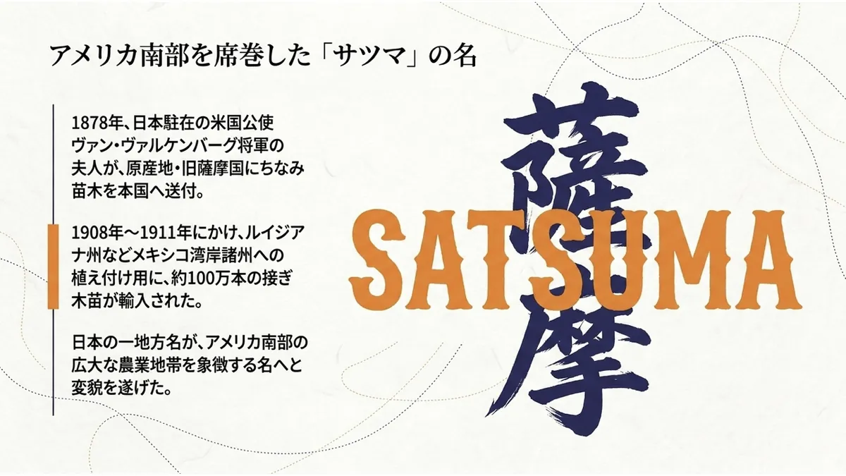 漢字「薩摩」と英字「SATSUMA」を大きく掲げ、1878年ヴァン・ヴァルケンバーグ将軍夫人による命名の経緯、1908〜1911年の約100万本の苗木輸入、日本の一地方名がアメリカ南部の広大な農業地帯を象徴する名に変貌した経緯を示した「アメリカ南部を席巻した『サツマ』の名」の図