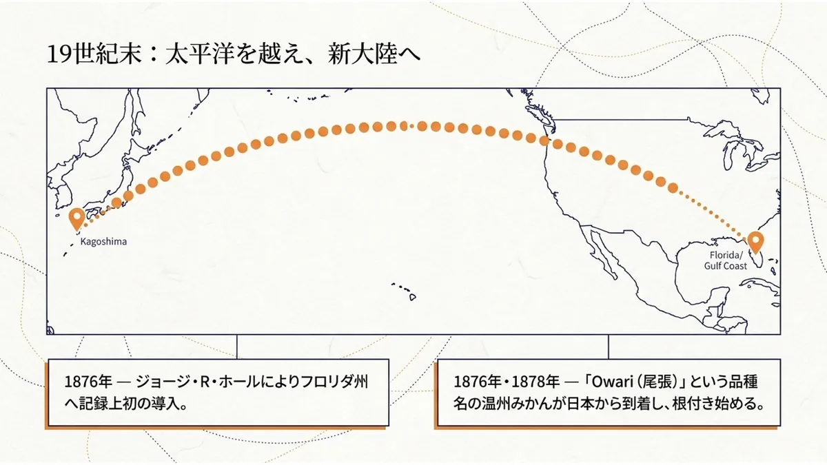 日本の鹿児島から太平洋を越えてアメリカ・フロリダ/メキシコ湾岸へ向かう航路を示した地図と、「1876年:ジョージ・R・ホールによりフロリダ州へ記録上初の導入」「1876年・1878年:『Owari(尾張)』という品種名の温州みかんが日本から到着」という2つの記録を示した「19世紀末:太平洋を越え、新大陸へ」の図
