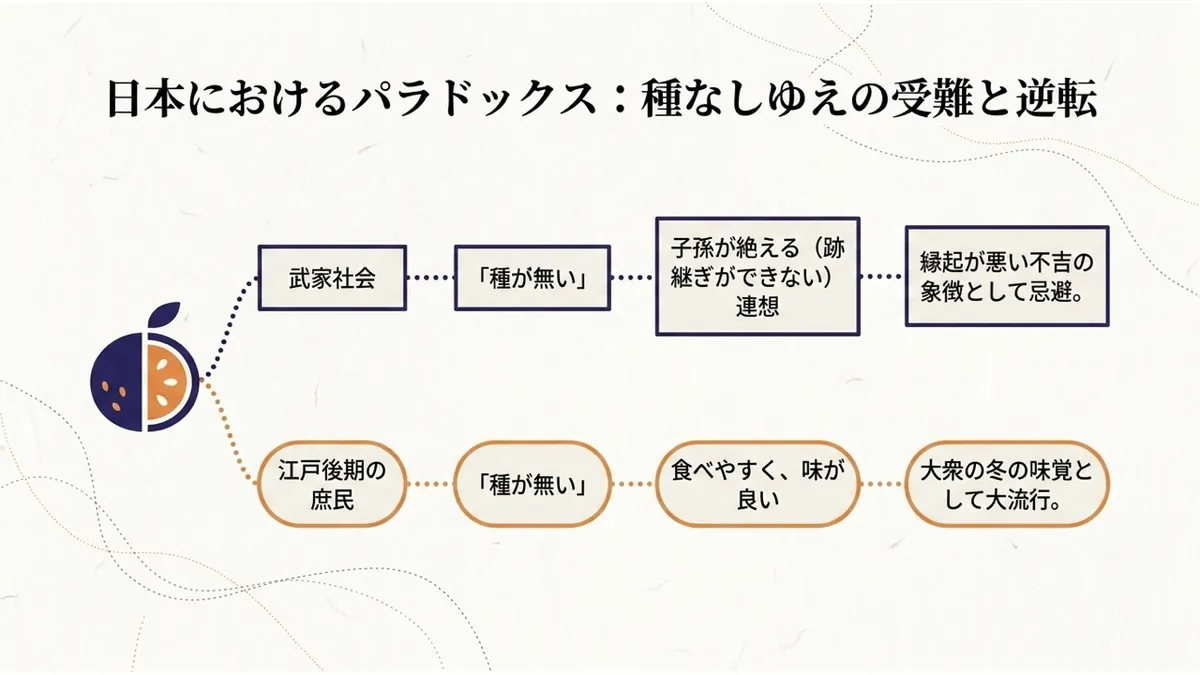上段に「武家社会→『種が無い』→子孫が絶える連想→縁起が悪い不吉の象徴として忌避」、下段に「江戸後期の庶民→『種が無い』→食べやすく味が良い→大衆の冬の味覚として大流行」という2つの流れを対比した「日本におけるパラドックス:種なしゆえの受難と逆転」の図