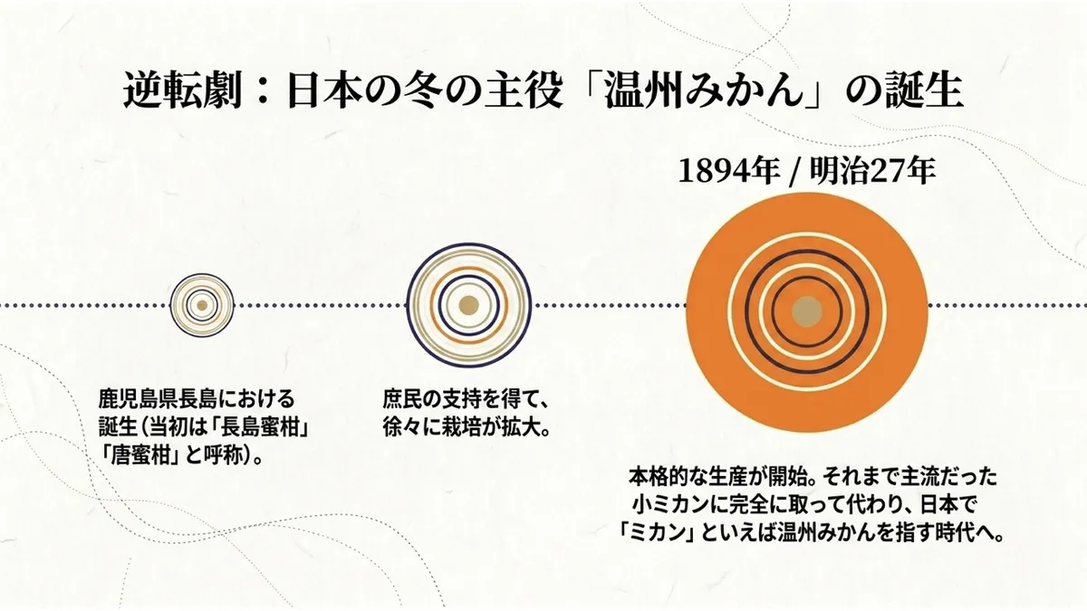 鹿児島県長島での誕生(長島蜜柑・唐蜜柑と呼称)から、庶民の支持を得て栽培が拡大し、明治27年(1894年)に本格的な生産が始まり小ミカンに完全に取って代わるまでの3段階を、同心円が徐々に大きくなる図で示した「逆転劇:日本の冬の主役『温州みかん』の誕生」の図