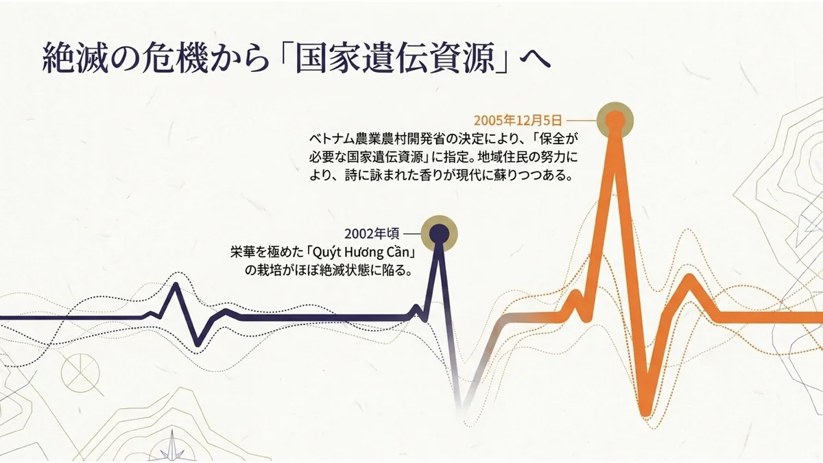 心電図のような波形グラフの上に、2002年頃「栄華を極めた『Quýt Hương Cần』の栽培がほぼ絶滅状態に陥る」という谷と、2005年12月5日「ベトナム農業農村開発省の決定により『保全が必要な国家遺伝資源』に指定」という力強い山を示した「絶滅の危機から『国家遺伝資源』へ」の図
