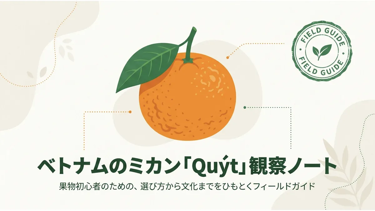 ベトナムのミカン「Quýt」の実物イラストと「ベトナムのミカン『Quýt』観察ノート 果物初心者のための、選び方から文化までをひもとくフィールドガイド」というタイトル