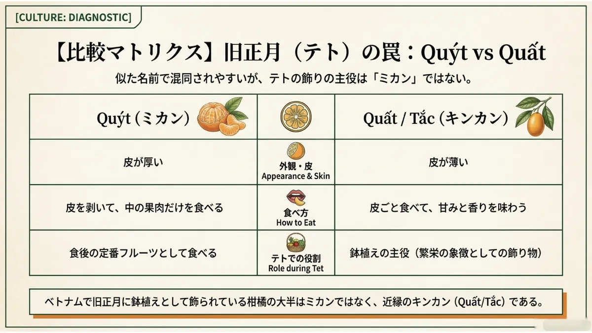 Quýt(ミカン)とQuất/Tắc(キンカン)を、外観・皮(厚い/薄い)・食べ方(皮を剥いて果肉だけ/皮ごと食べる)・テトでの役割(食後の定番フルーツ/鉢植えの主役)の3項目で比較した「旧正月(テト)の罠:Quýt vs Quất」の比較マトリクス図