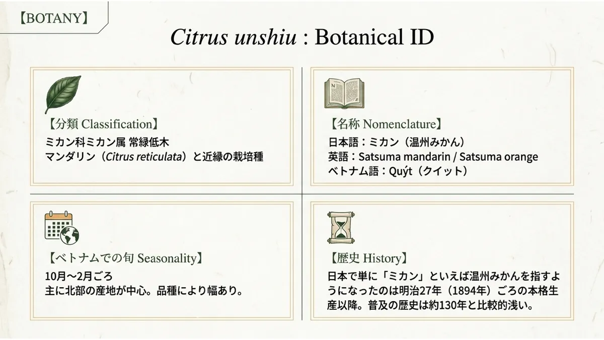 *Citrus unshiu*の分類(ミカン科ミカン属の常緑低木、マンダリンと近縁の栽培種)・名称(日本語/英語/ベトナム語)・ベトナムでの旬(10〜2月ごろ)・歴史(日本で単に「ミカン」といえば温州みかんを指すようになったのは明治27年ごろから)の4項目を示した「Botanical ID」の図