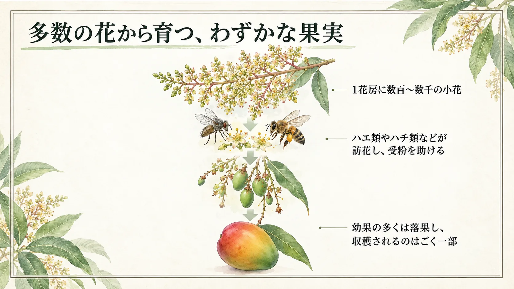 多数の花から育つ、わずかなマンゴー果実