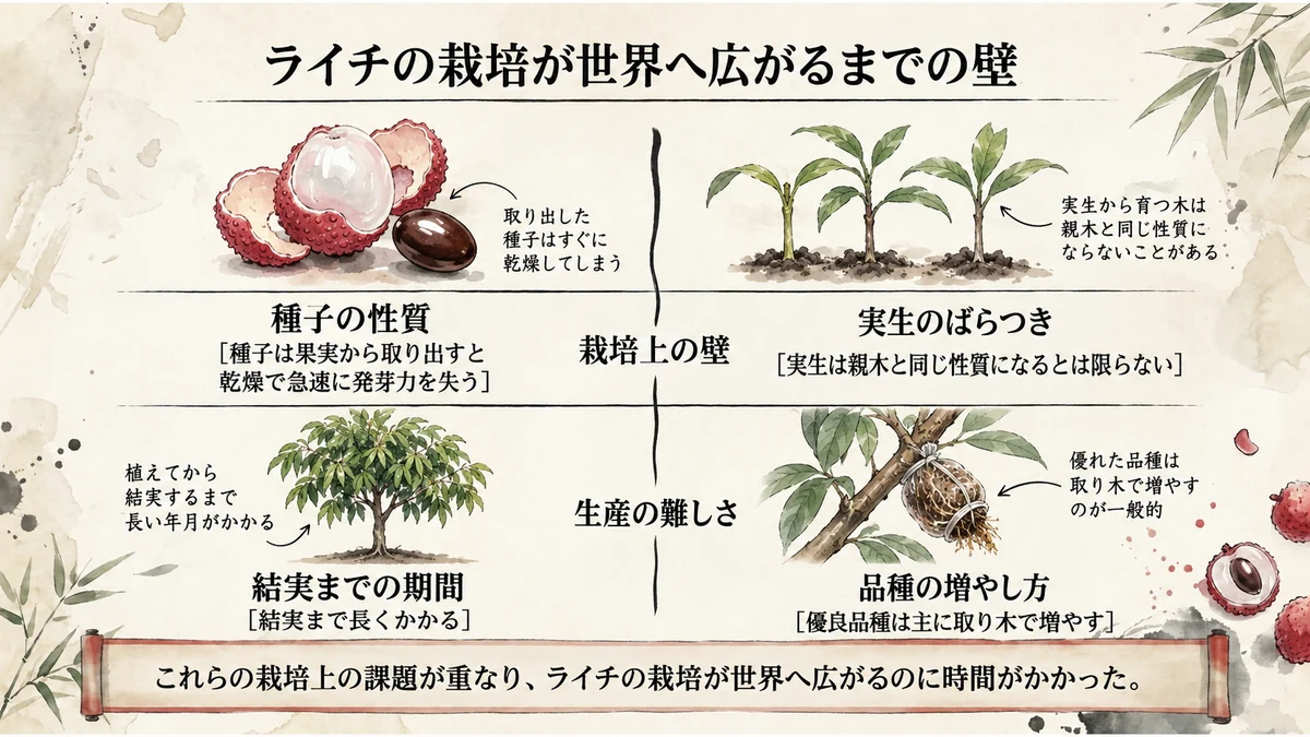 ライチ栽培の世界への広がりを難しくした、種子・苗・結実・繁殖の課題