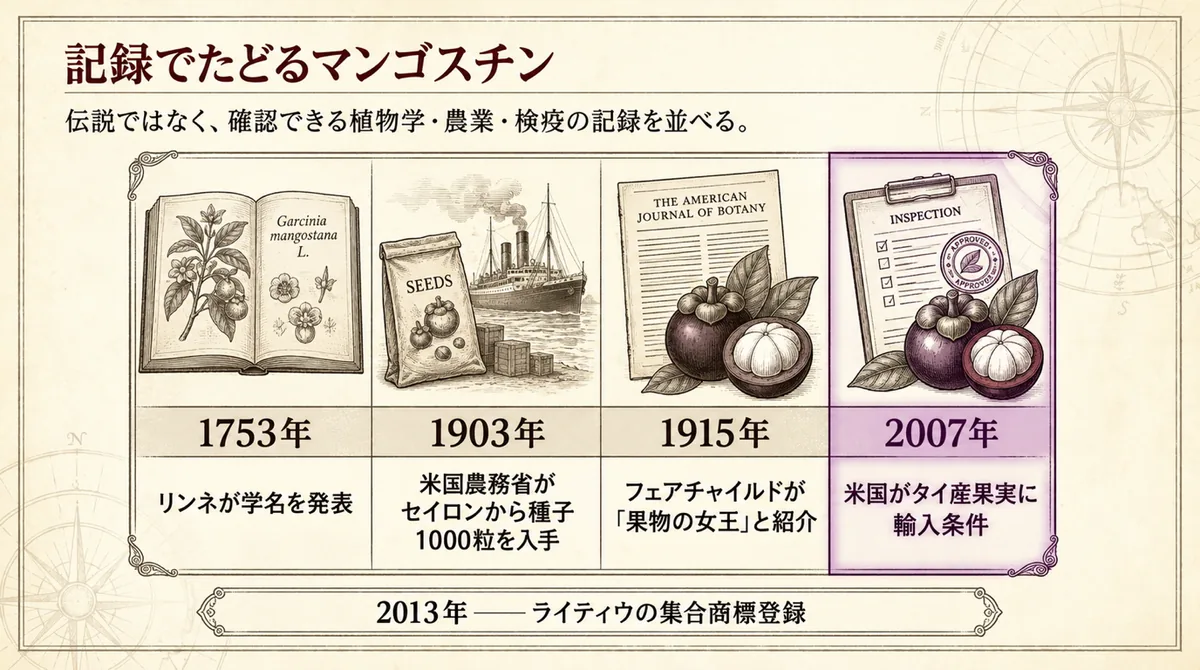 1753年、1903年、1915年、2007年のマンゴスチン史を並べた年表