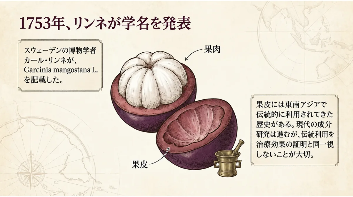 1753年にリンネがマンゴスチンの学名を発表したことと果皮の伝統利用