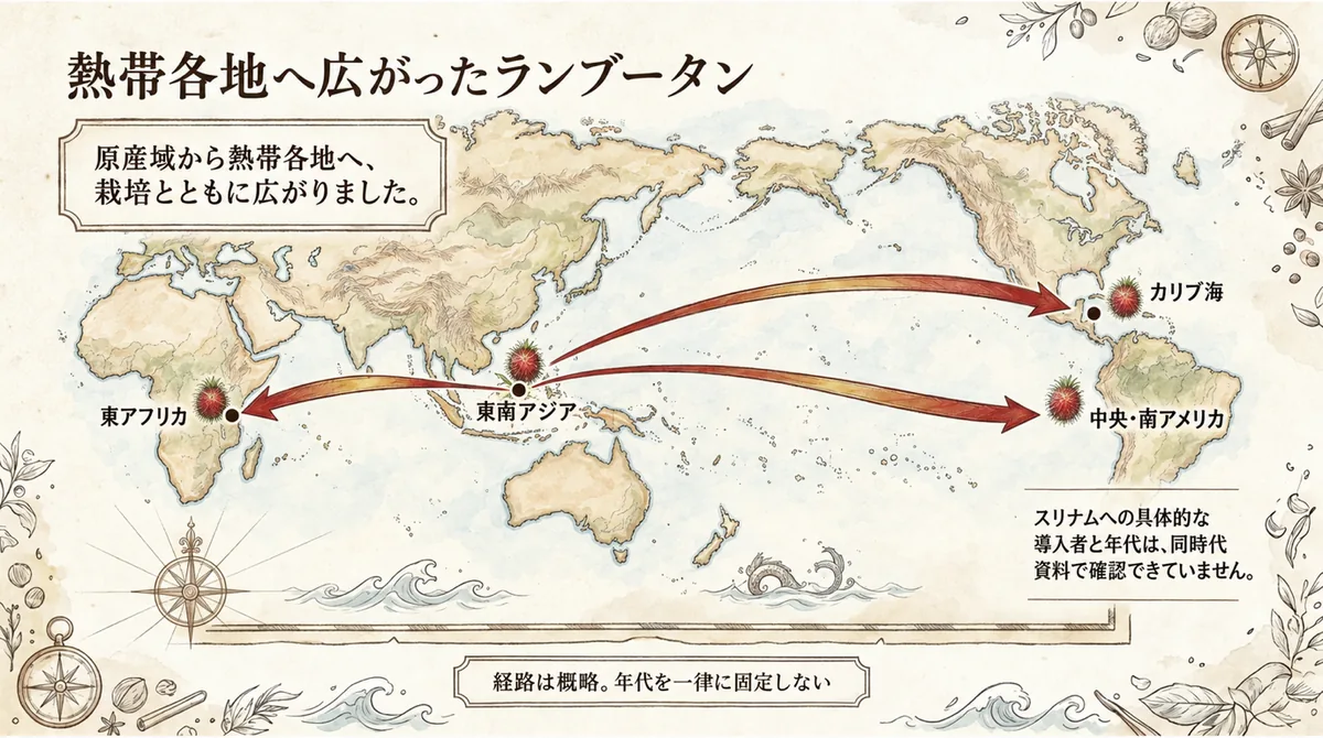 東南アジアから東アフリカ、カリブ海、中南米へ広がった概略を示す世界地図