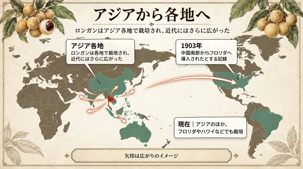 アジアから各地へ広がるロンガンと、1903年のフロリダ導入を示す世界地図