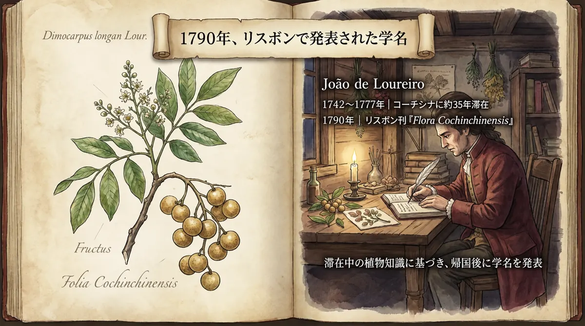 ロンガンの植物画と、書斎で執筆するジョアン・デ・ロウレイロの想像図