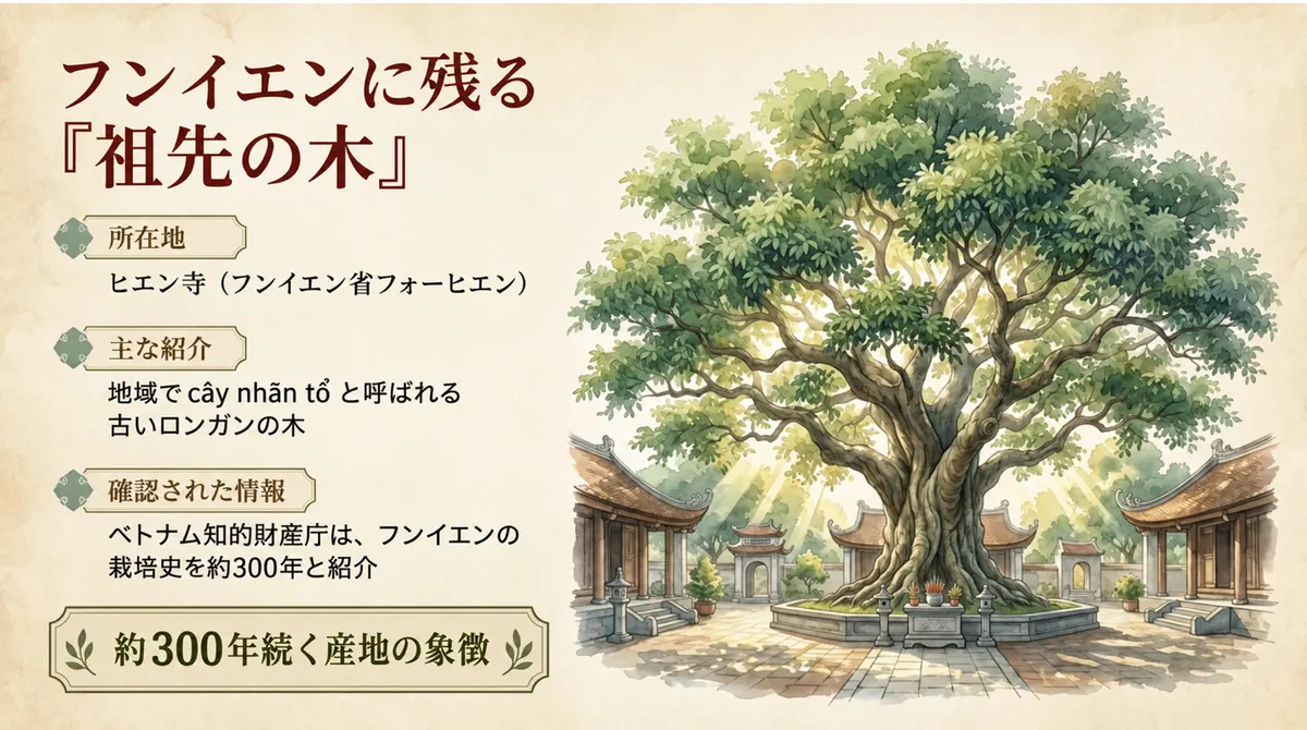 フンイエン省の寺に立つ、地域で祖先の木と呼ばれる古いロンガンの木