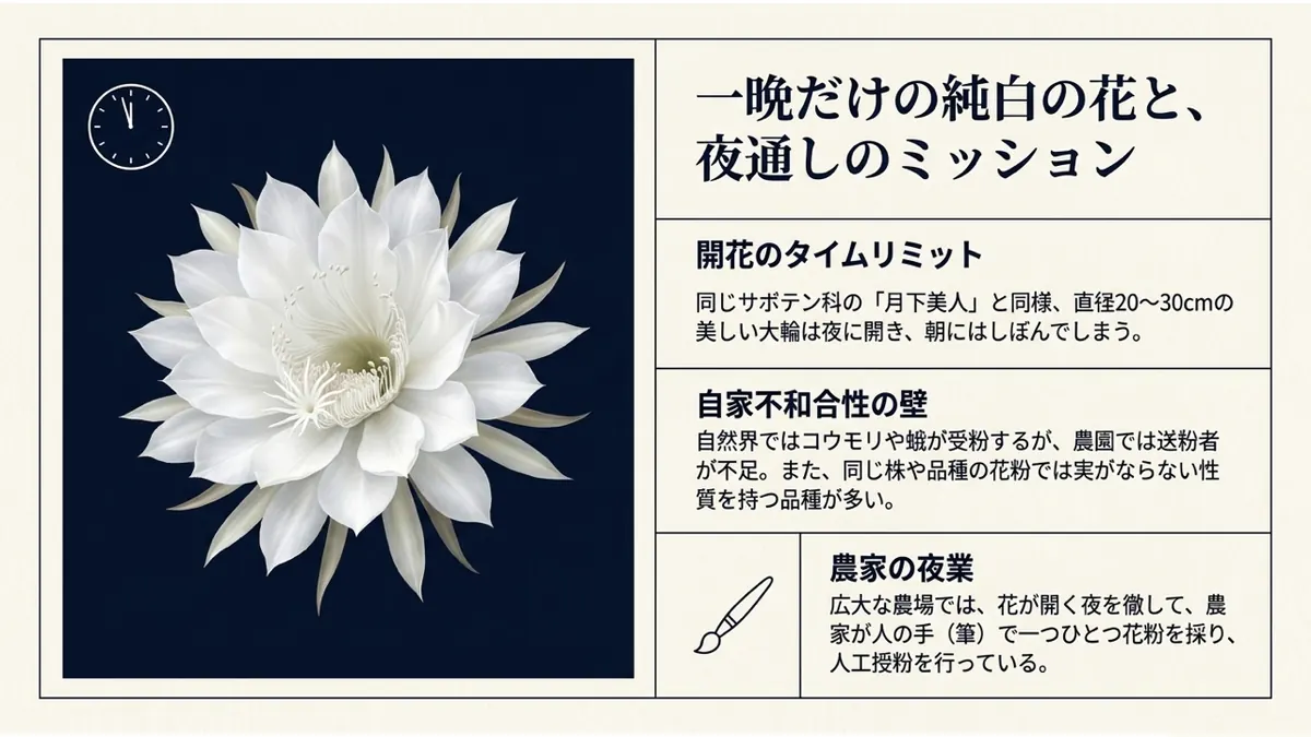 一晩だけの純白の花と、夜通しのミッション。同じサボテン科の「月下美人」と同様、直径20〜30cmの美しい大輪は夜に開き朝にはしぼんでしまう