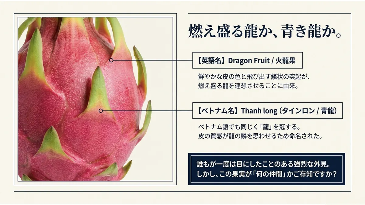 燃え盛る龍か、青き龍か。英語名Dragon Fruit/火龍果は燃え盛る龍を連想、ベトナム名Thanh long(青龍)は龍の鱗を思わせる皮の質感から命名