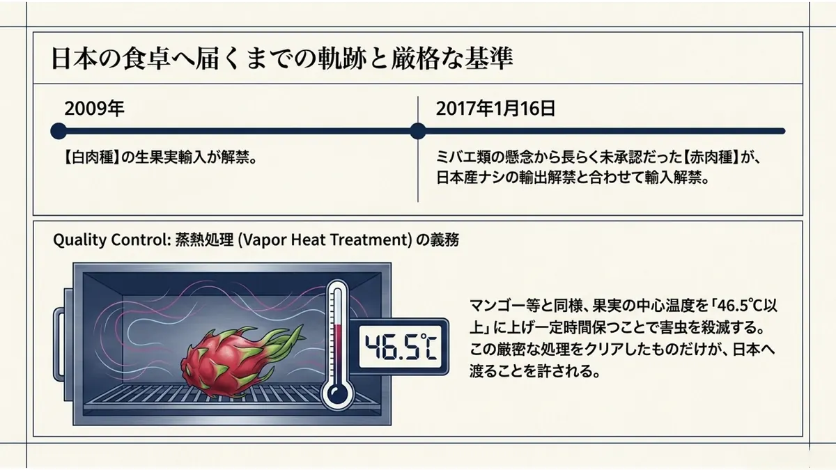 日本の食卓へ届くまでの軌跡と厳格な基準。2009年に白肉種、2017年1月16日に赤肉種の生果実輸入が解禁。いずれも果実の中心温度を46.5℃以上に上げる蒸熱処理をクリアしたものだけが日本へ渡ることを許される