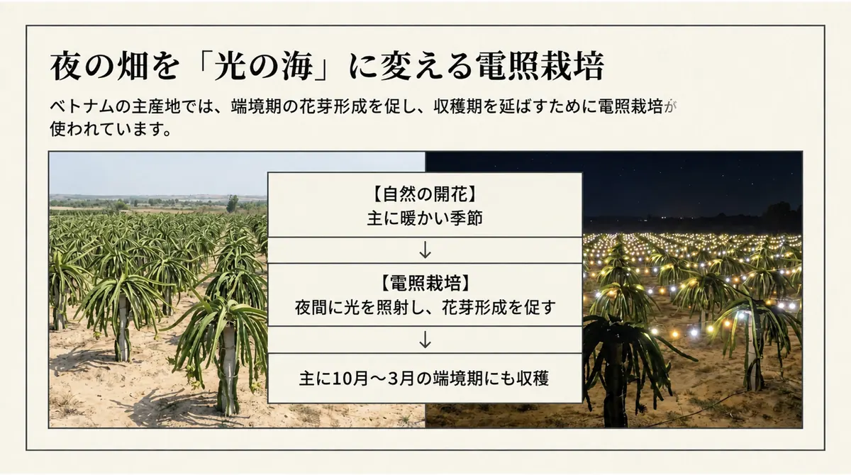 昼と夜のドラゴンフルーツ畑と、端境期の電照栽培を示す図