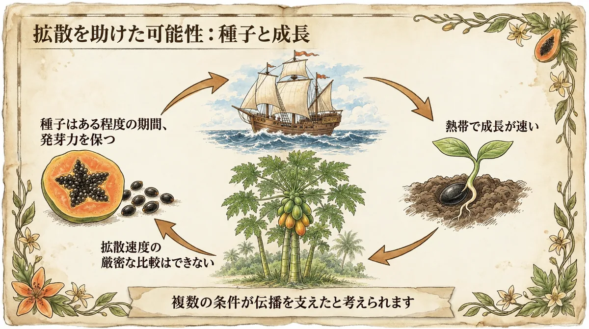 種子、帆船、発芽、成長したパパイヤをつないだ循環図
