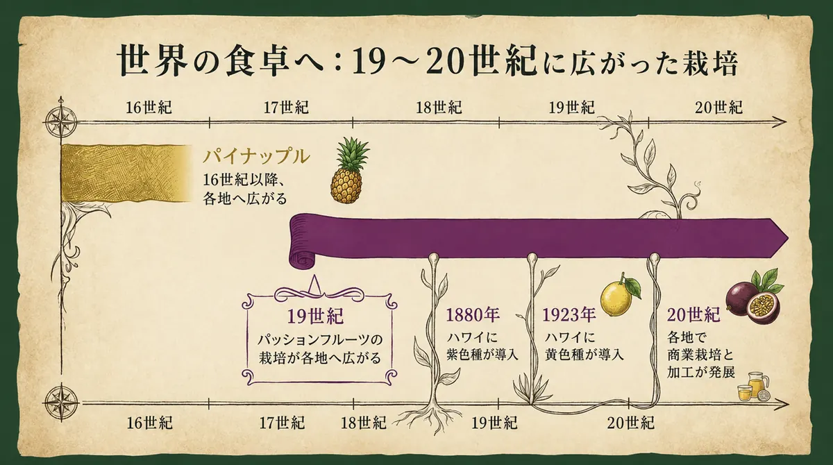 パッションフルーツ栽培が19世紀に各地へ広がり、1880年にハワイへ紫色種、1923年に黄色種が導入され、20世紀に商業栽培と加工が発展した流れを示す年表