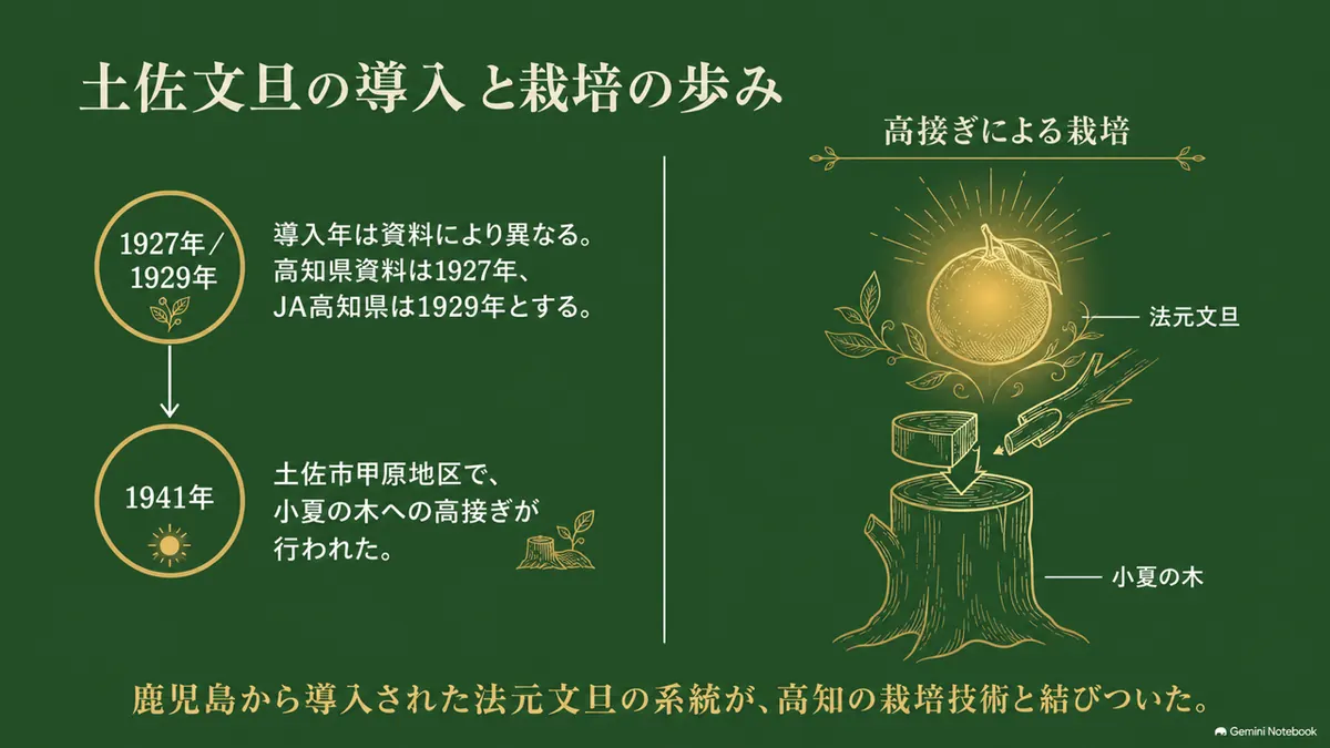 鹿児島から高知へ導入された土佐文旦の系譜