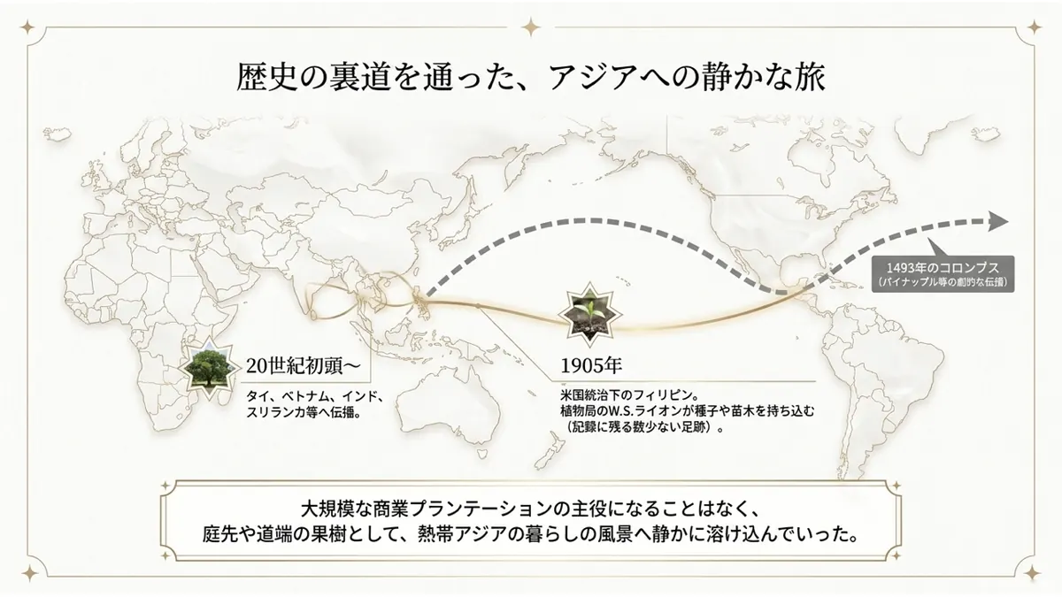 歴史の裏道を通った、アジアへの静かな旅。1493年のコロンブス(パイナップル等の劇的な伝播)とは対照的に、1905年、米国統治下のフィリピンへ植物局のW.S.ライオンが種子や苗木を持ち込む(記録に残る数少ない足跡)。その後20世紀初頭〜タイ・ベトナム・インド・スリランカ等へ伝播。大規模な商業プランテーションの主役になることはなく、庭先や道端の果樹として、熱帯アジアの暮らしの風景へ静かに溶け込んでいった
