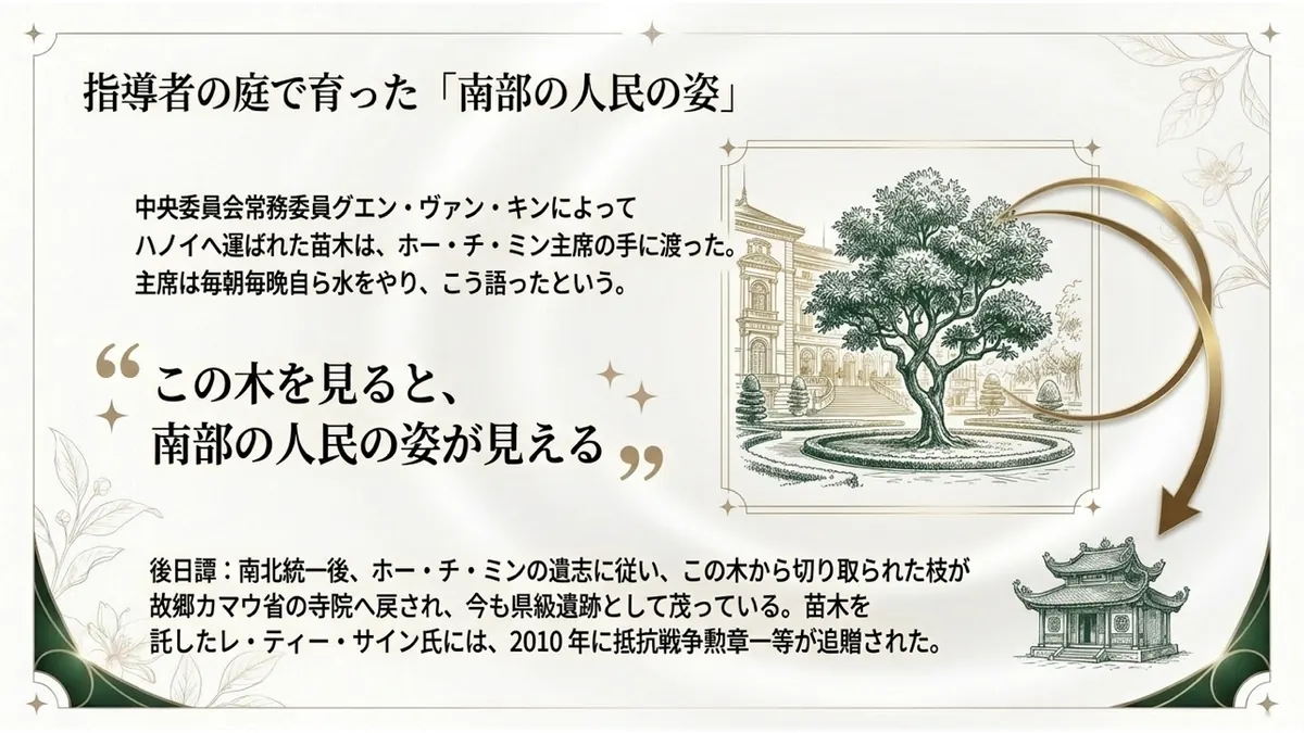 指導者の庭で育った「南部の人民の姿」。中央委員会常務委員グエン・ヴァン・キンによってハノイへ運ばれた苗木は、ホー・チ・ミン主席の手に渡った。主席は毎朝毎晩自ら水をやり、こう語ったという。「この木を見ると、南部の人民の姿が見える」。後日譚:南北統一後、ホー・チ・ミンの遺志に従い、この木から切り取られた枝が故郷カマウ省の寺院へ戻され、今も県級遺跡として茂っている。苗木を託したレ・ティー・サイン氏には、2010年に抵抗戦争勲章一等が追贈された