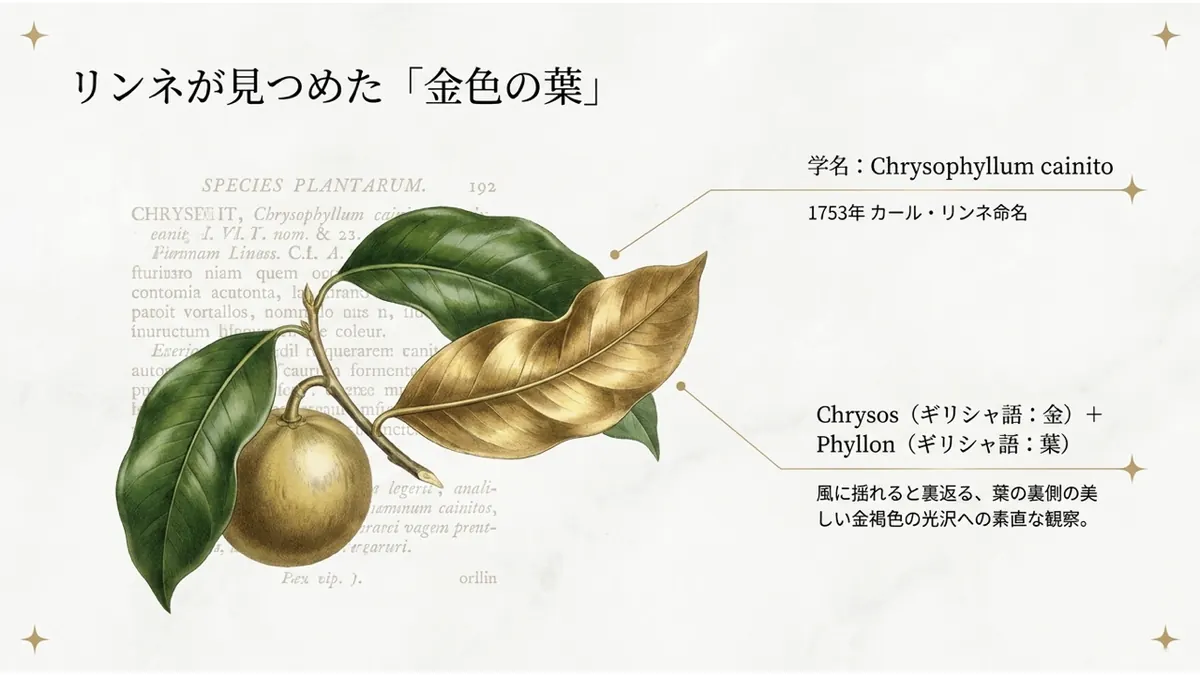 リンネが見つめた「金色の葉」。学名:Chrysophyllum cainito(1753年カール・リンネ命名)。Chrysos(ギリシャ語:金)+Phyllon(ギリシャ語:葉)。風に揺れると裏返る、葉の裏側の美しい金褐色の光沢への素直な観察
