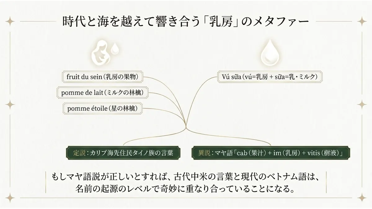 時代と海を越えて響き合う「乳房」のメタファー。fruit du sein(乳房の果物)・pomme de lait(ミルクの林檎)・pomme étoile(星の林檎)、Vú sữa(vú=乳房+sữa=乳・ミルク)。定説:カリブ海先住民タイノ族の言葉。異説:マヤ語「cab(果汁)+im(乳房)+vitis(樹液)」。もしマヤ語説が正しいとすれば、古代中米の言葉と現代のベトナム語は、名前の起源のレベルで奇妙に重なり合っていることになる