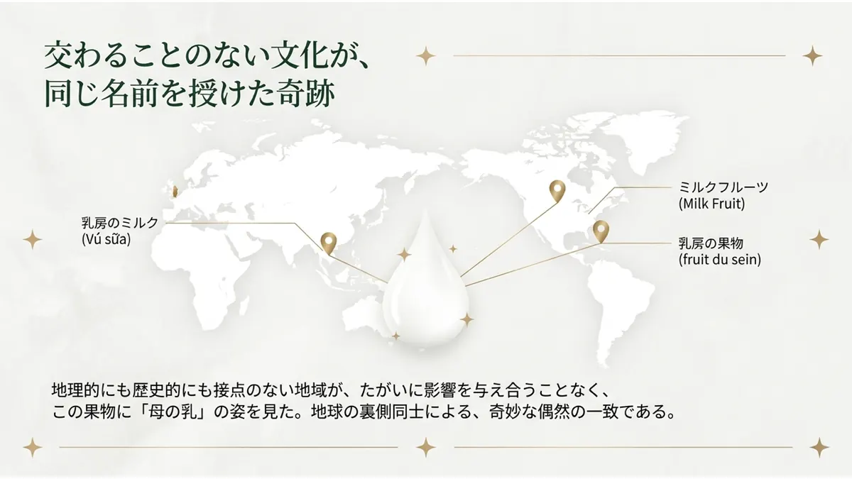 交わることのない文化が、同じ名前を授けた奇跡。ベトナム語:乳房のミルク(Vú sữa)、フランス語圏カリブ海:乳房の果物(fruit du sein)、英語圏:ミルクフルーツ(Milk Fruit)。地理的にも歴史的にも接点のない地域が、たがいに影響を与え合うことなく、この果物に「母の乳」の姿を見た。地球の裏側同士による、奇妙な偶然の一致である