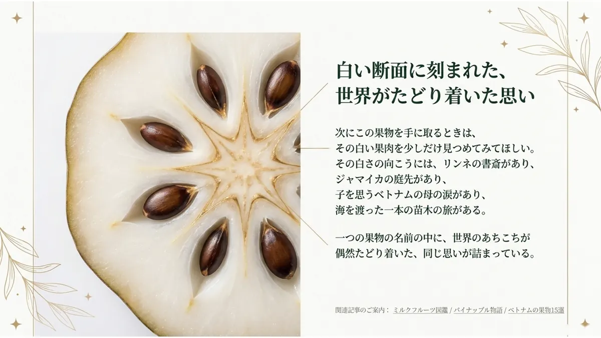 白い断面に刻まれた、世界がたどり着いた思い。次にこの果物を手に取るときは、その白い果肉を少しだけ見つめてみてほしい。その白さの向こうには、リンネの書斎があり、ジャマイカの庭先があり、子を思うベトナムの母の涙があり、海を渡った一本の苗木の旅がある。一つの果物の名前の中に、世界のあちこちが偶然たどり着いた、同じ思いが詰まっている