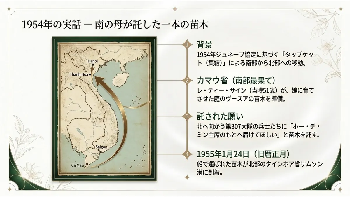 1954年の実話—南の母が託した一本の苗木。背景:1954年ジュネーブ協定に基づく「タップケット(集結)」による南部から北部への移動。カマウ省(南部最果て):レ・ティー・サイン(当時51歳)が、娘に育てさせた庭のヴースアの苗木を準備。託された願い:北へ向かう第307大隊の兵士たちに「ホー・チ・ミン主席のもとへ届けてほしい」と苗木を託す。1955年1月24日(旧暦正月):船で運ばれた苗木が北部のタインホア省サムソン港に到着