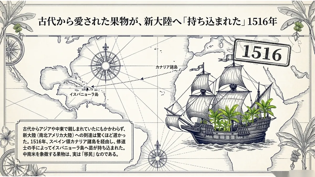 大西洋地図上に、スペイン領カナリア諸島を経由してカリブ海のイスパニョーラ島へ向かうバナナの苗を積んだ帆船のイラストと「1516」というスタンプを示した図