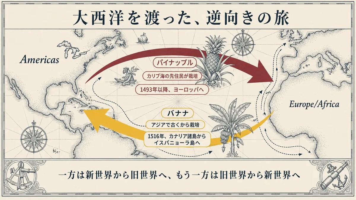 大西洋の地図上に、パイナップルが新世界から旧世界へ、バナナが旧世界から新世界へ渡った逆向きの経路を示した図