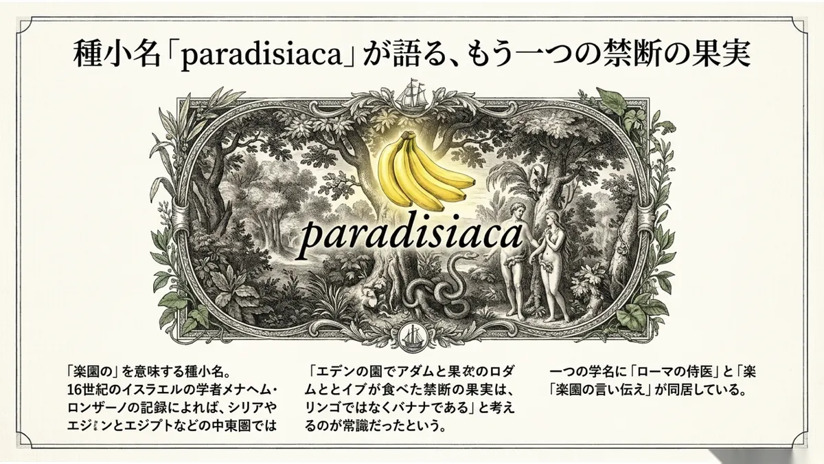 エデンの園を描いた古い版画の中央にバナナの房を配置し、種小名「paradisiaca」の文字を重ねた図。禁断の果実がバナナだったという中東圏の言い伝えを紹介