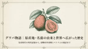 赤肉種のグワバと「グワバ物語｜原産地・名前の由来と世界へ広がった歴史」の文字を配したタイトル画像