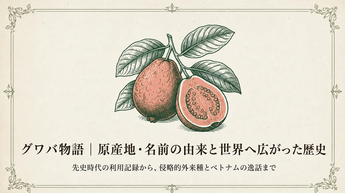 赤肉種のグワバと「グワバ物語｜原産地・名前の由来と世界へ広がった歴史」の文字を配したタイトル画像