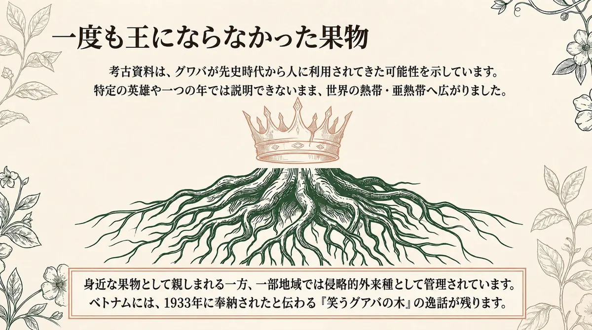 王冠と広がる根のイラストに、グワバが先史時代から利用され、特定の英雄や一つの年では説明できないまま世界へ広がったこと、侵略的外来種として管理される地域とラムキンの逸話があることを示した総括図