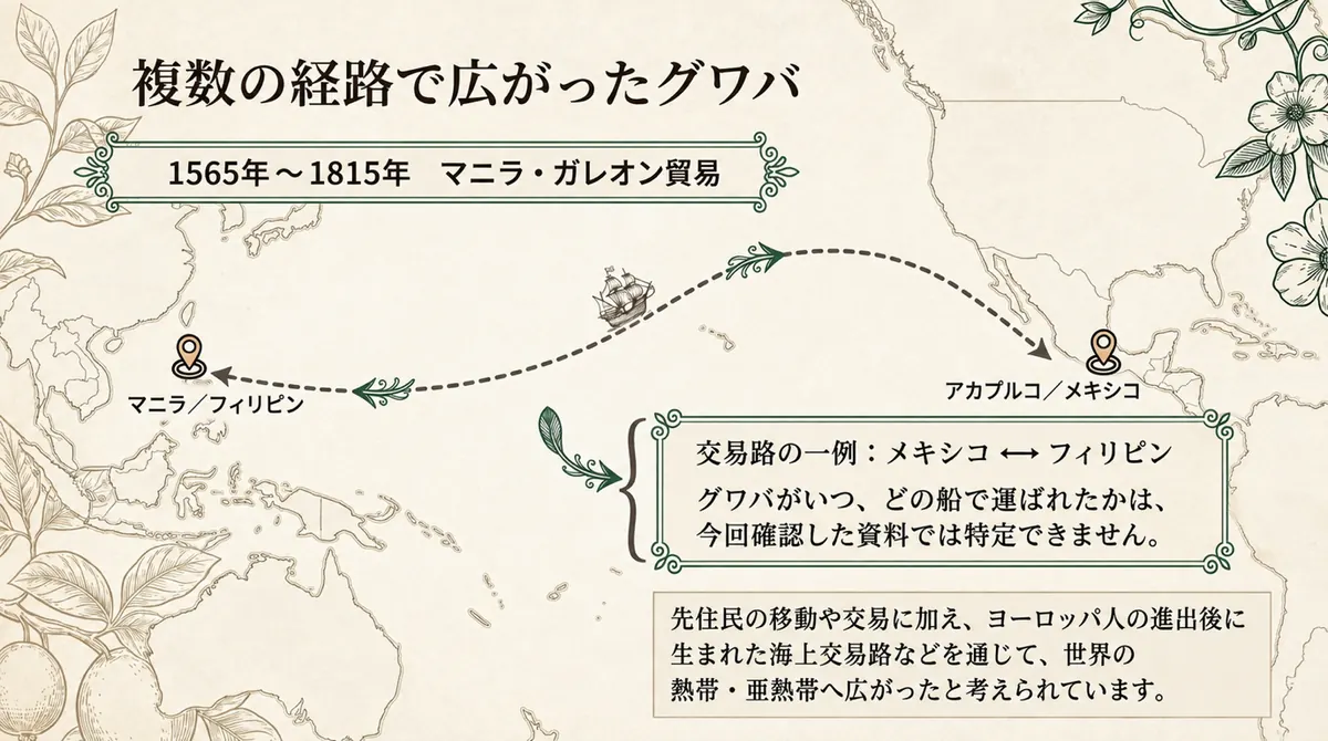 アカプルコとマニラを結ぶガレオン貿易の航路を、グワバが広がった複数の経路の一例として示した地図