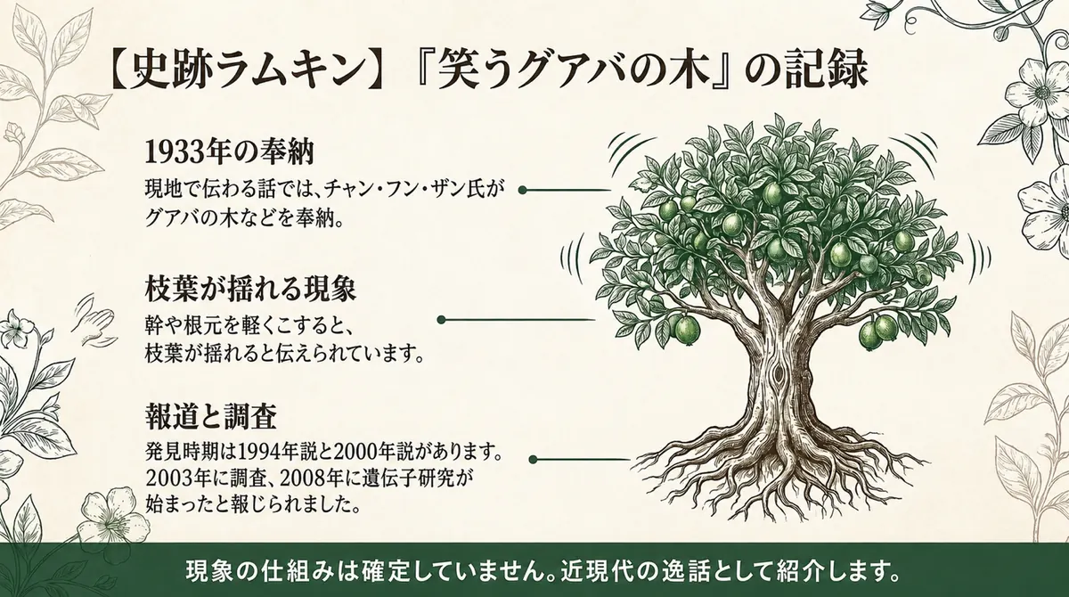 ラムキンの「笑うグアバの木」について、1933年の奉納、幹や根元に触れると枝葉が揺れるとされる現象、発見時期には1994年説と2000年説があること、仕組みは未確定であることを示した図