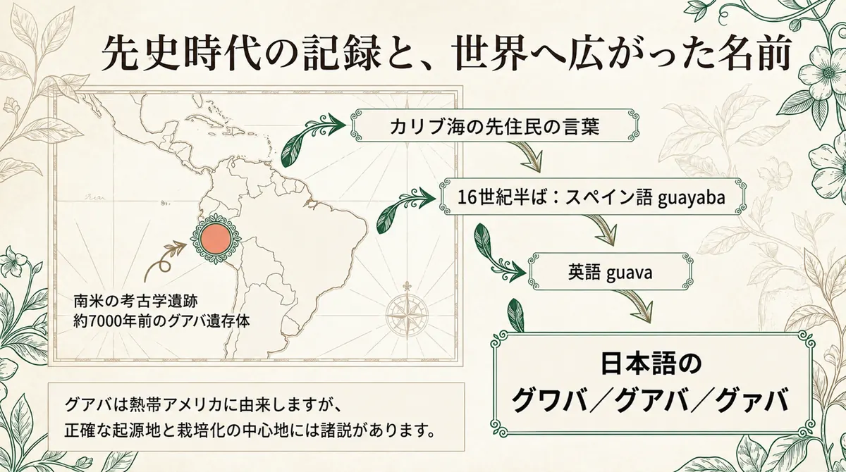 南米の考古学遺跡で見つかった約7000年前のグアバ遺存体と、カリブ海の先住民の言葉からスペイン語guayaba、英語guava、日本語のグワバ・グアバ・グァバへ広がった名前を示す図