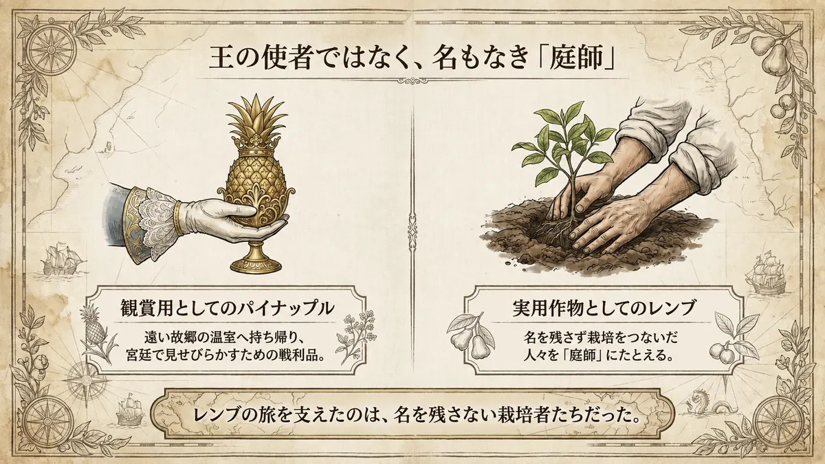 左に、宮廷の贅沢品を象徴する金のパイナップルを白手袋で捧げ持つ手を、右に、土に苗を植える栽培者の素手を対比して描いた図