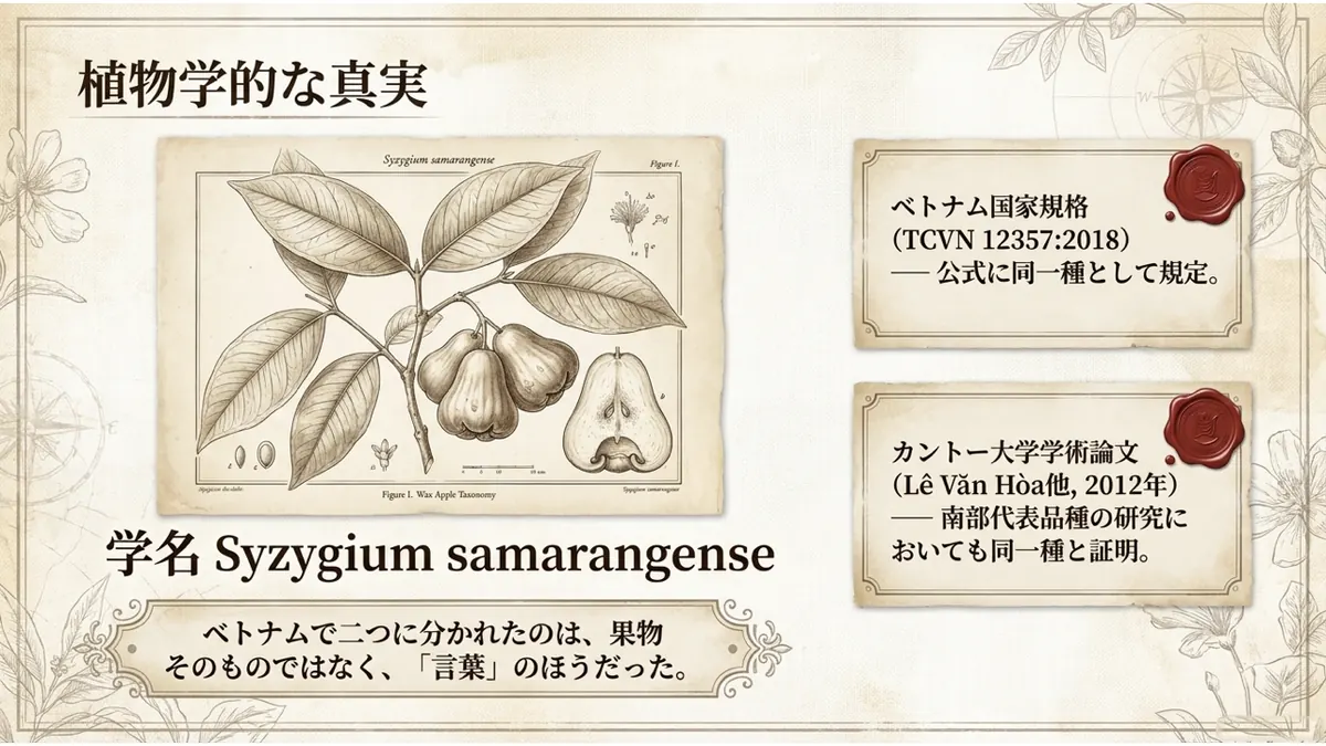 レンブの植物画に学名Syzygium samarangenseを添え、ベトナム国家規格TCVN 12357:2018が公式に同一種として規定していること、カントー大学の学術論文(Lê Văn Hòa他、2012年)でも南部代表品種の研究において同一種とされていることを、封蝋つきの証書の形で示した図