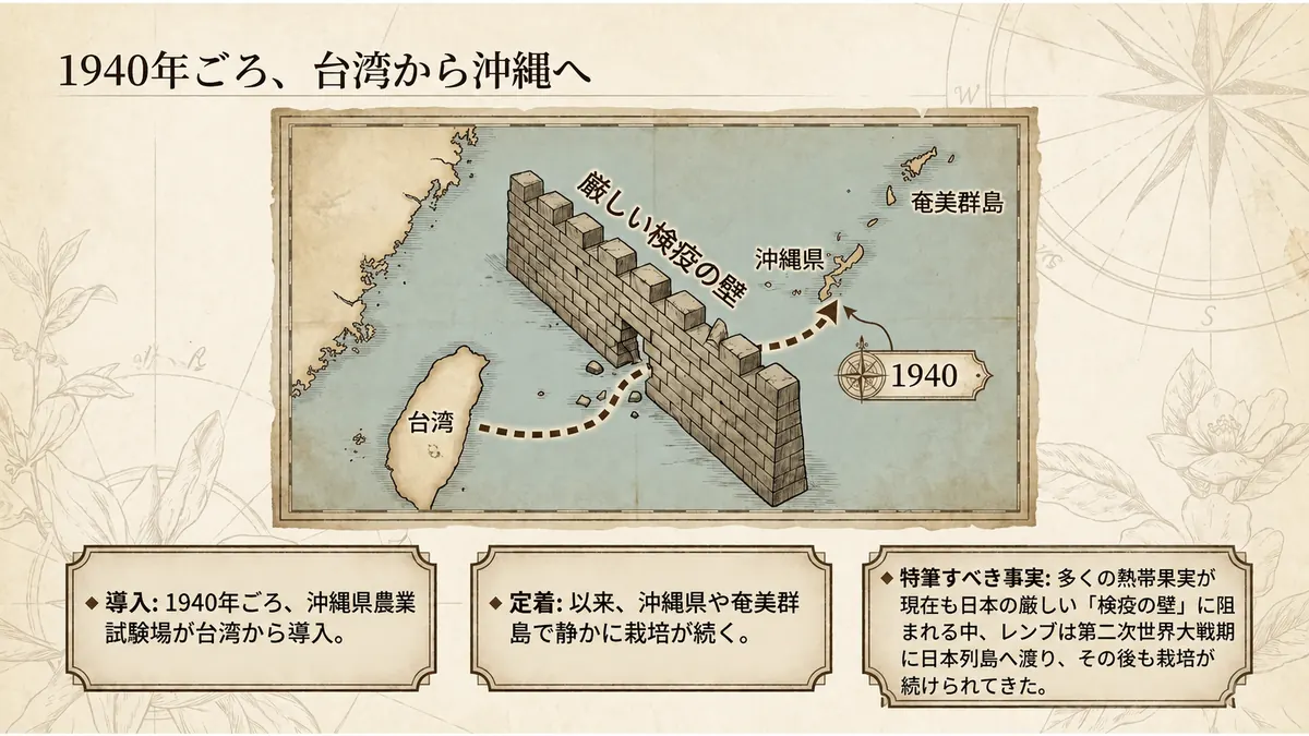 台湾から沖縄県・奄美群島へ向かう1940年ごろの航路を描いた地図。レンブが第二次世界大戦期に日本列島へ渡り、その後も栽培が続いたことを示す