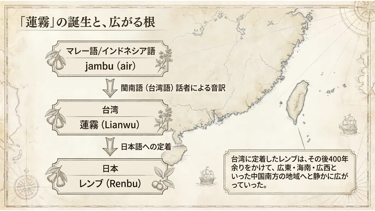 マレー語・インドネシア語の「jambu(air)」が、閩南語(台湾語)話者による音訳を経て台湾で「蓮霧(Lianwu)」となり、さらに日本語の「レンブ(Renbu)」として定着するまでを3段階で示した図