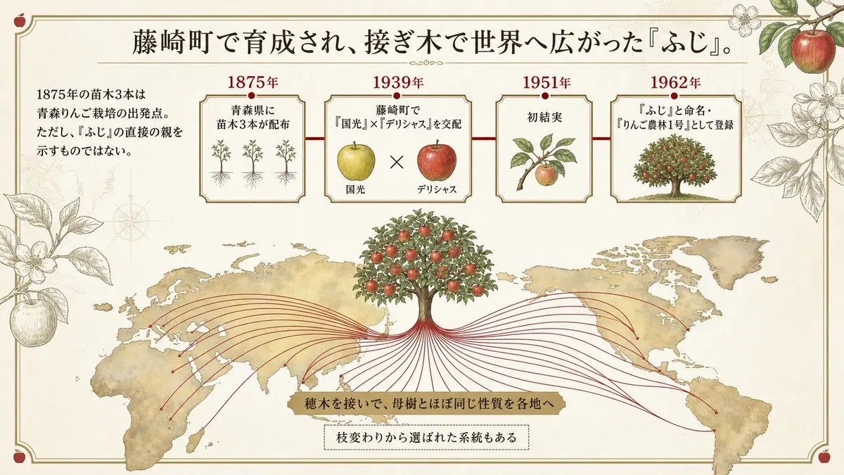 「ふじ」誕生までの年表。青森の苗木から命名までの流れ