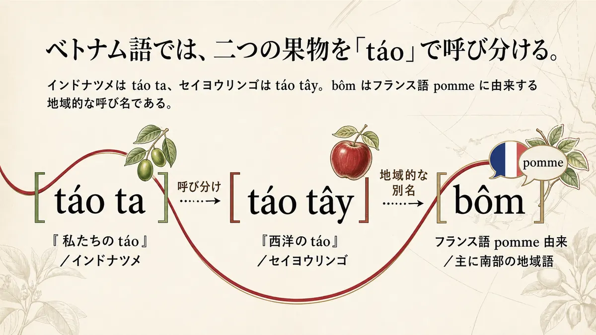ベトナム語でリンゴ・インドナツメを呼び分ける3つの語を示す図
