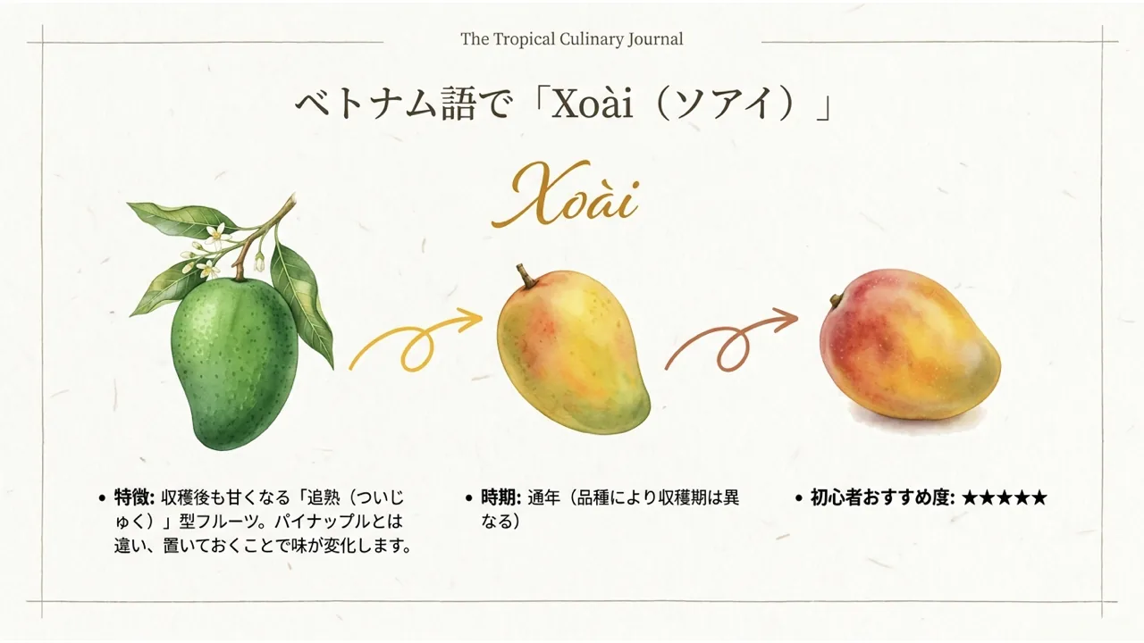 ベトナム語名「Xoài(ソアイ)」と、緑色から黄色や赤みを帯びるマンゴーの変化を示した図