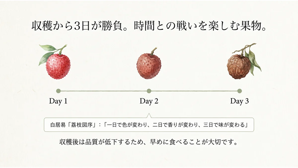 収穫からDay1・Day2・Day3で色が変わっていくライチのイメージ