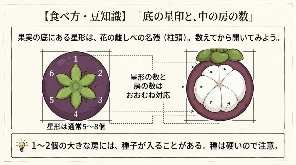 マンゴスチンの底の星形の柱頭と中の白い房の数、種子の位置