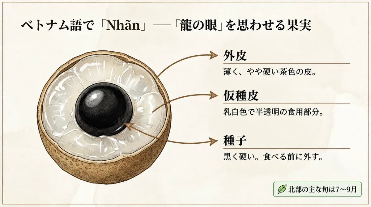 ロンガンの茶色い外皮、半透明の仮種皮、黒い種を示す断面図