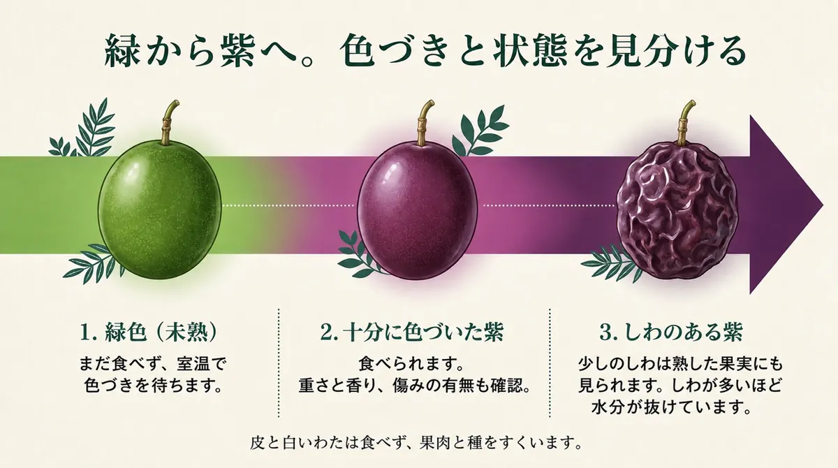 緑の未熟果、十分に色づいた紫果、しわのある紫果の3段階を示し、色・重さ・香り・傷みの有無で状態を確認する図